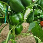 Miks matta munakoored paprika alla: mineraaltoit maitsva saagi saamiseks miks-matta-munakoored-paprika-alla-mineraaltoit-maitsva-saagi-saamiseks.jpg